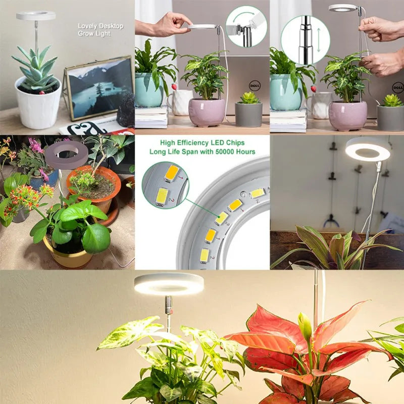 Full Spectrum Indoor Solar LED Growth Light. ضوء للنبات على شكل حلقة للتعويض عن نقص الإضاءة الطبيعية